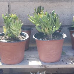  Crassula Obvata (Gollum/E.T. Finger Jade) 4" High Potted Succulent