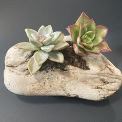 Driftwood Planter with Succulents 