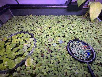 Salvinia Minima (fishtank floaters)