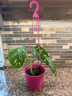 Swiss cheese plant Monstera adansonii