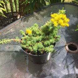 Succulents 