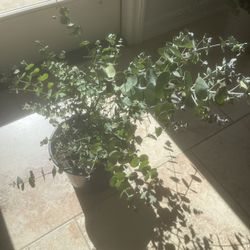 Eucalipto Chino Real Plant 