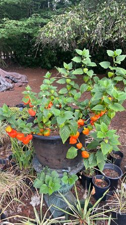 Chinese lanterns