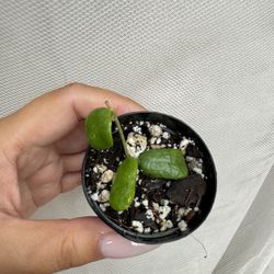 Hoya Rotundiflora - 2” Pot