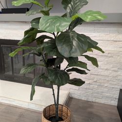 Artificial Fiddle Leaf Fig Plant 