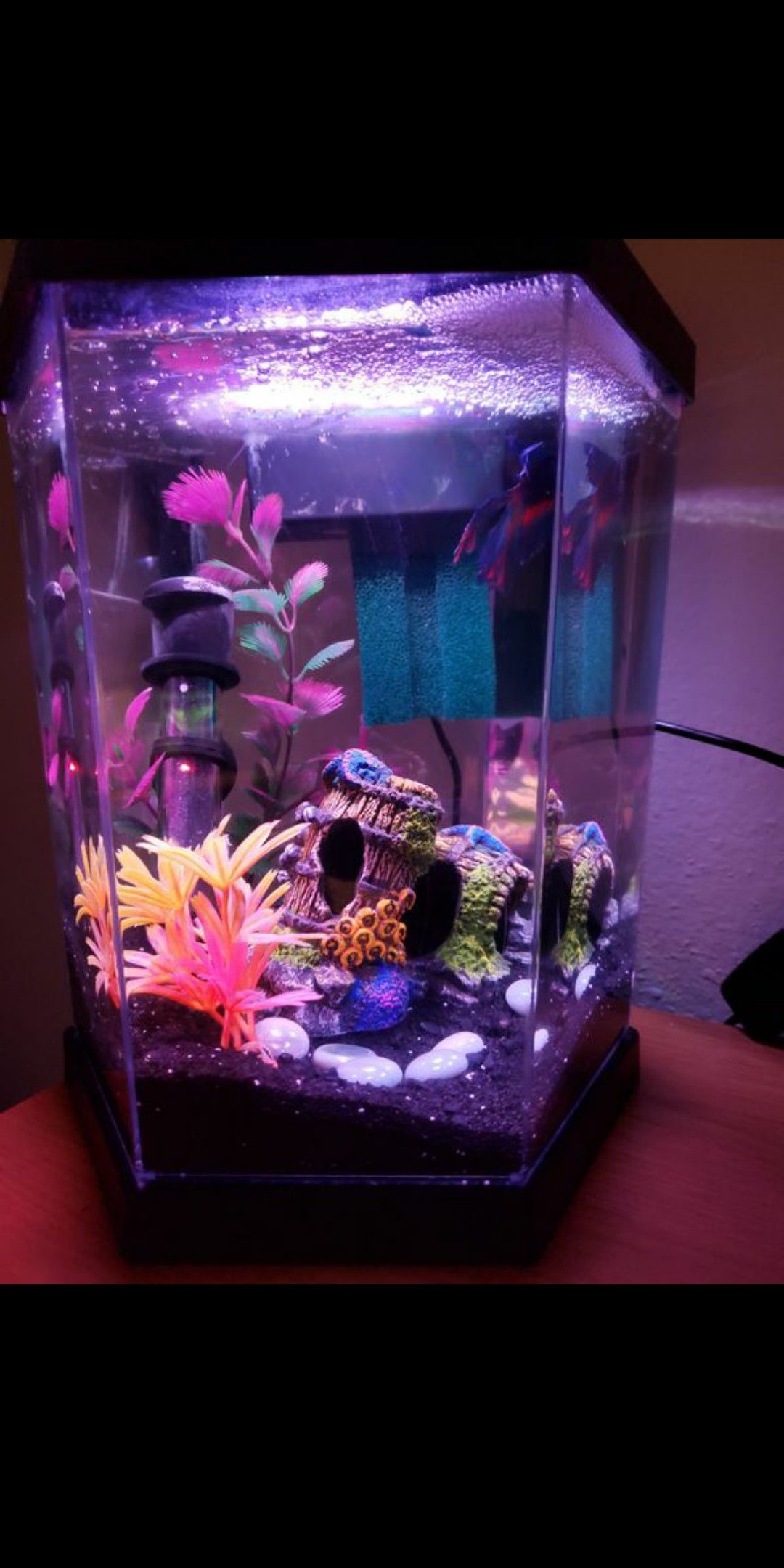 Betta fish & Tank