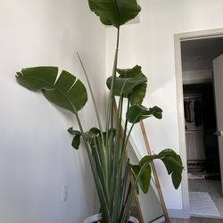 Free White Bird of Paradise Needs a New Home