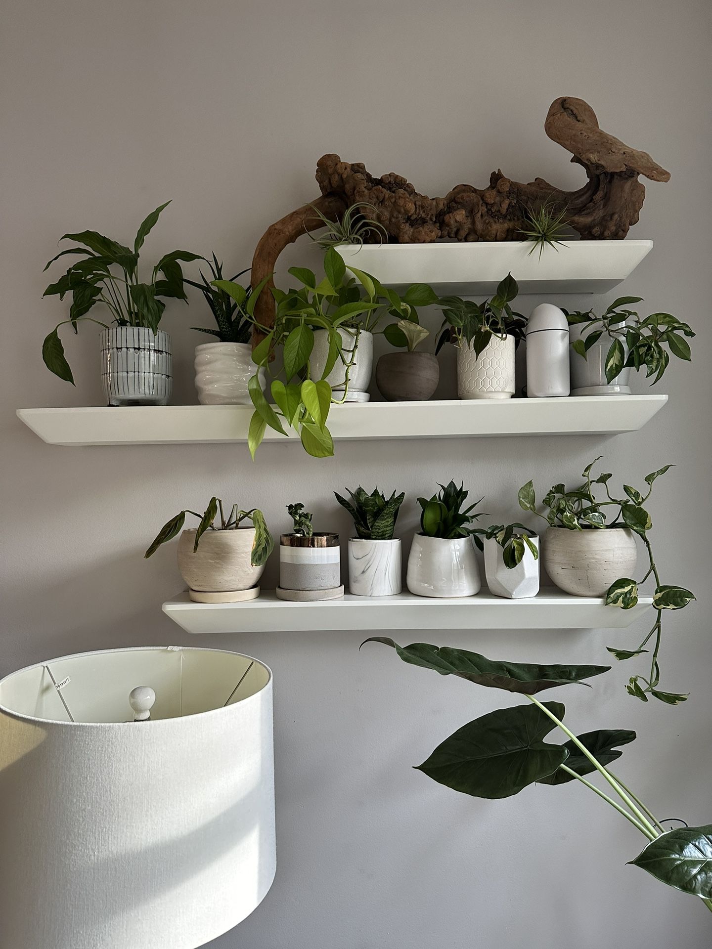 Floating Shelves - West Elm like from Amazon