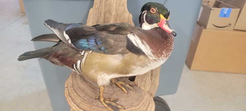 Duck Mount