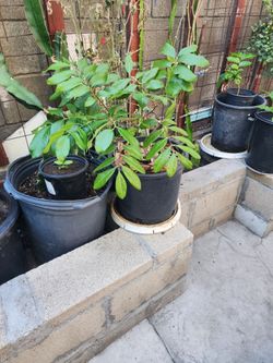 Longan (Dragon Eye) Fruit Plant for Sale