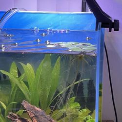 Amazon frogbit for shrimp and nano fish tank