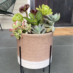 Succulents In Home Goods Pot w Stand Cactus Plants