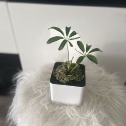 Housplant Verigated White Umbrella Plant