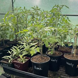 Heirloom Tomato, Pepper, Goji Berry And Succulent Plants