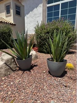 Agave plant in pot / both for $120 / sun or shade succulent desert plants patio garden home decor