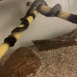 Ball Python & Original Tank