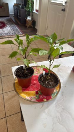 2 Banana Pepper For $10