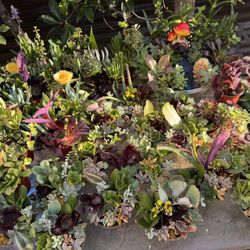 Beautiful Succulent Plants ❤️In Pots 