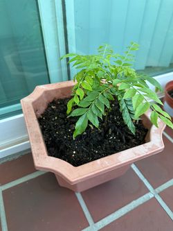 Curry plant