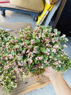 Candy Jade Import Damage Leaves