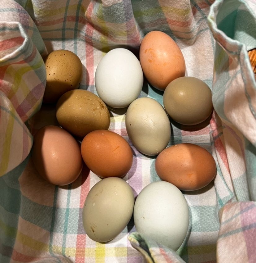 FARM FRESH EGGS