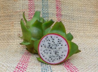 Dragon fruit plant