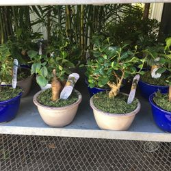 Bonsai In 6” Ceramic Pot. SPECIAL PRICE!🤩