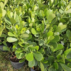 clusias Planted 30 or more order