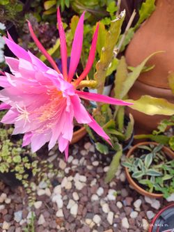 Epyphilliun Catu  plant bluming