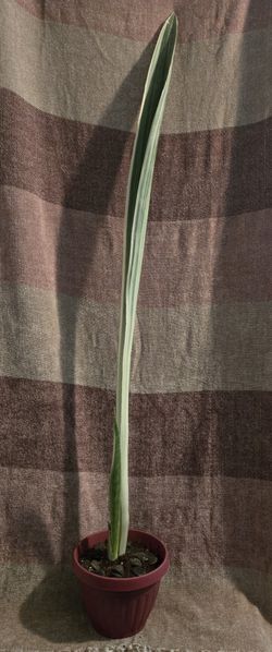 White Bentals Sensation 