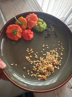 🌶️ Cuban Ají Cachucha Pepper Seeds | 20+ Fresh Seeds | Florida Grown