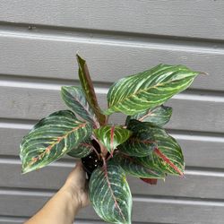 5” aglaonema ruby 