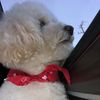 Rosie