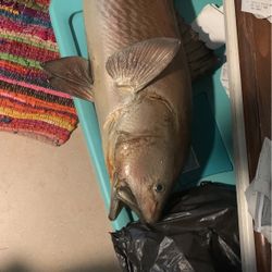 Antique Redfish Mount