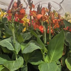 Cannas Lilys $8