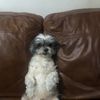 Cesar