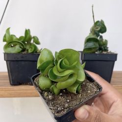 House Plant Bundle - 3 Pack Hoya Green Rope Live Trailing Plant Plus 2 String Of Pearls Special Order 