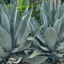 Agave Large Plant 