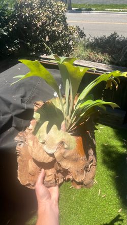 Elkhorn plant