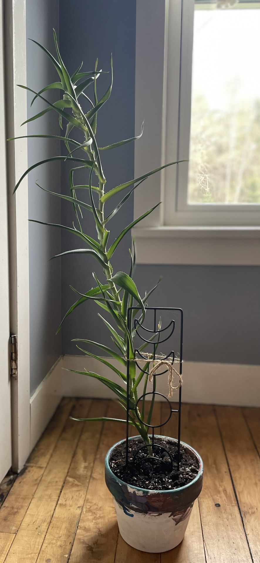 Tall Aloe Plant