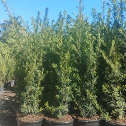 Podocarpus Hedges 5.5-6ft🌼$45