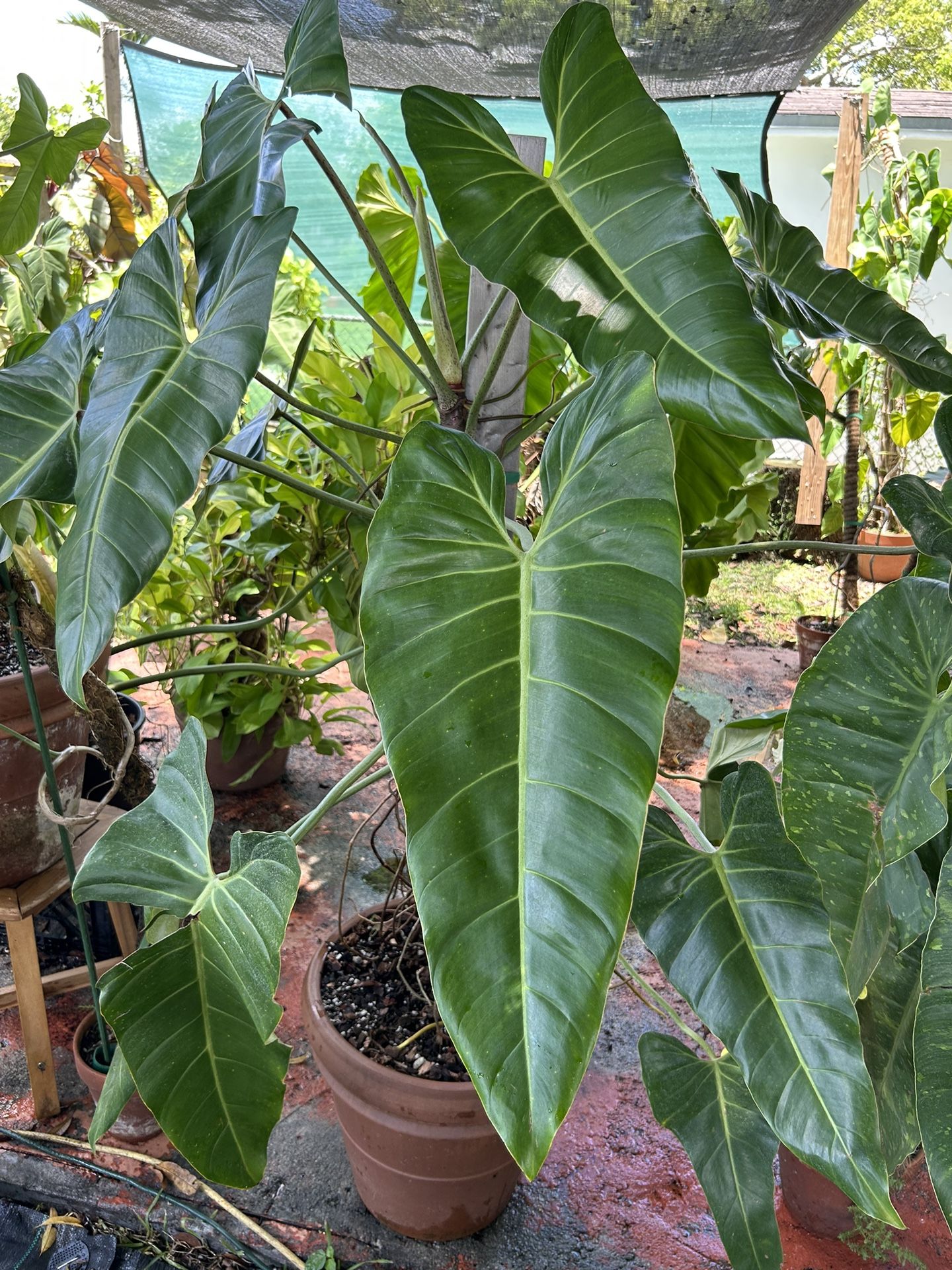 Philodendron Bernardopazii for Sale in Hialeah, FL - OfferUp
