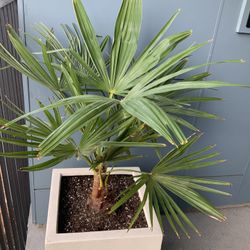 Windmill Palm.  In Square Planter.  $150.00