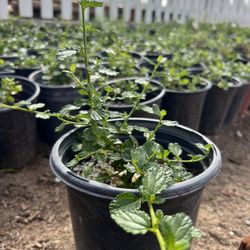 Ceanothus ‘Yankee Point’