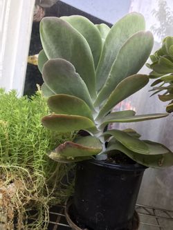 Suculentas