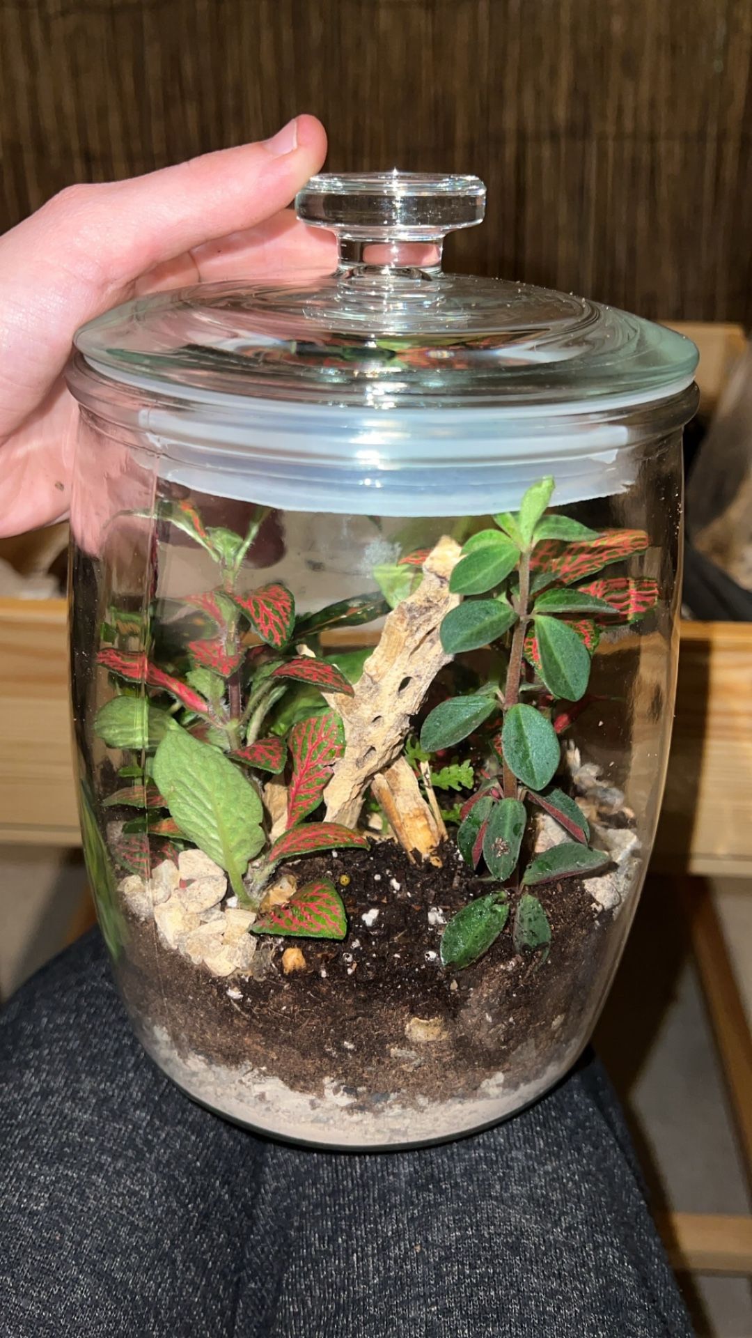 Terrarium With Live Plants