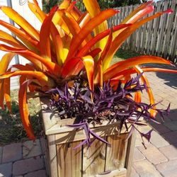 Giant Exotic Bromelaid Pups