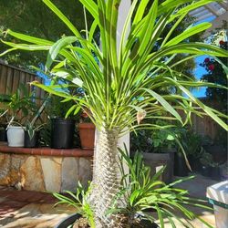 Madagascar Palm In 5 Gallon Pot - 15" Tall