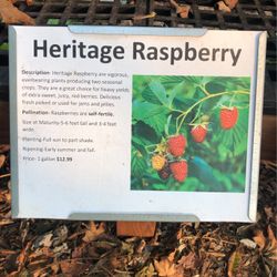 Heritage Red Raspberry Plant! 
