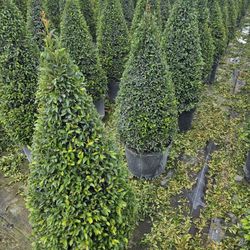 Topiary Cones Spiral Balls Pompom Starting $30